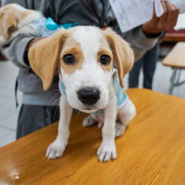 Mascota en un operativo veterinario