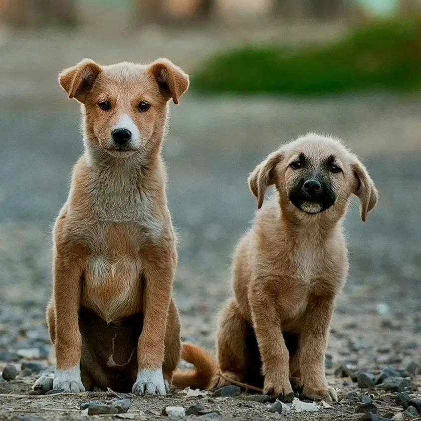 Perros callejeros