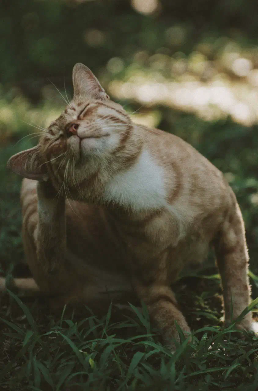 Gato con pulgas