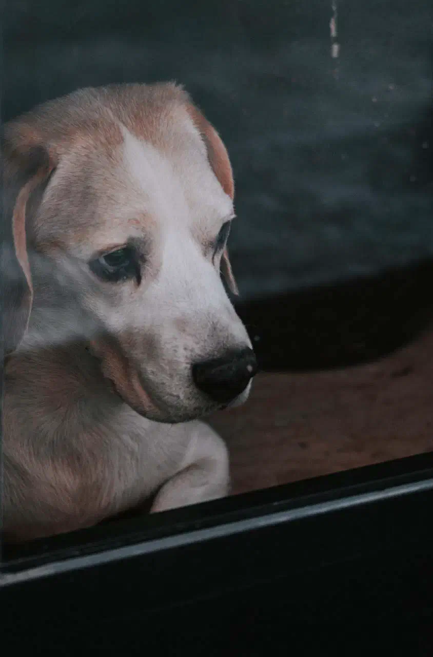 Perro triste en casa